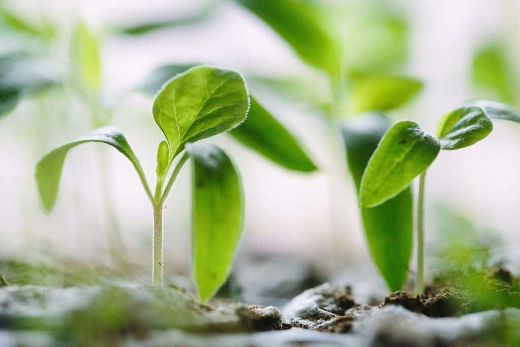 Close up image of green vegetable seedlings