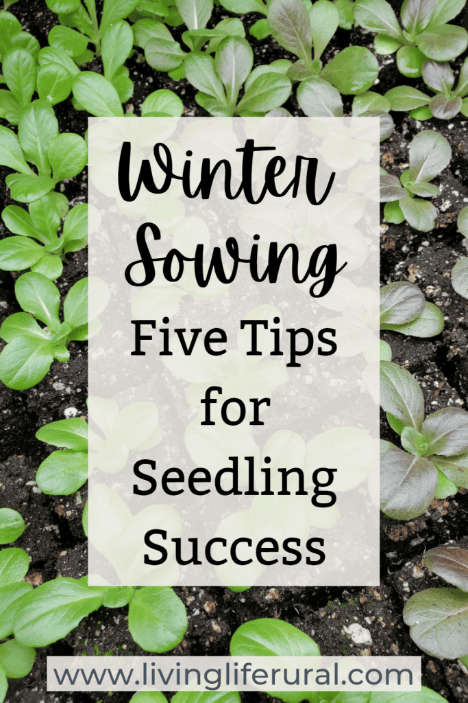 Image read " Winter Sowing Five Tips for Seedling Success and www.livingliferural.com over a background of green lettuce seedlings 