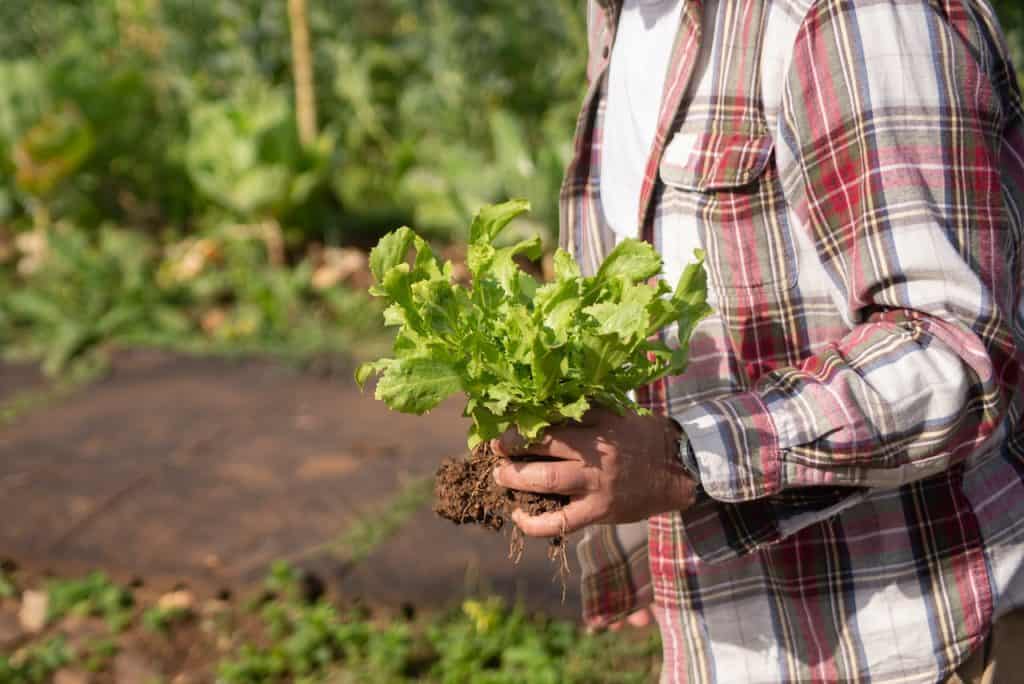 Close up of a man in a red plaid shirt holding a lettuce plant with root ball in tact with a blurred garden in the background