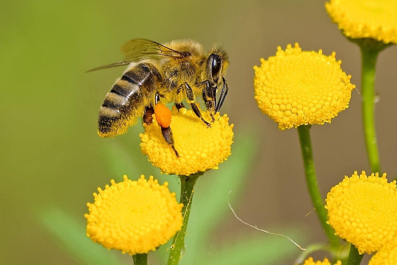 A close up of a single bee on a small yellow flower getting nectar or pollen.