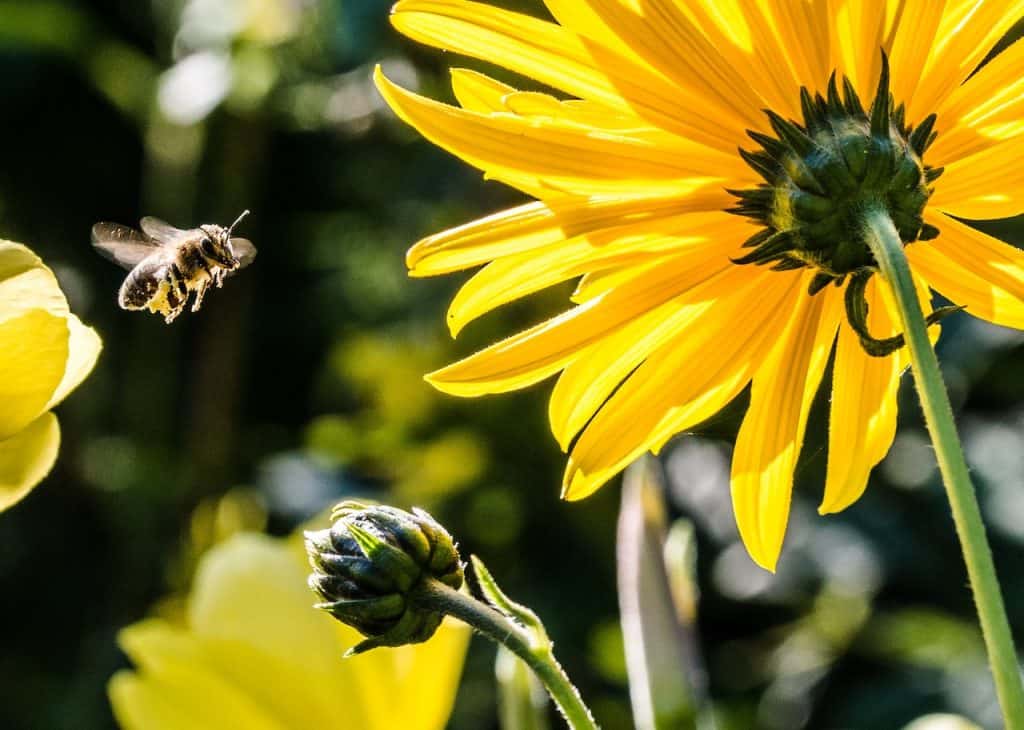 yellow flowers with green blurred background and a single bee flying toward the flower