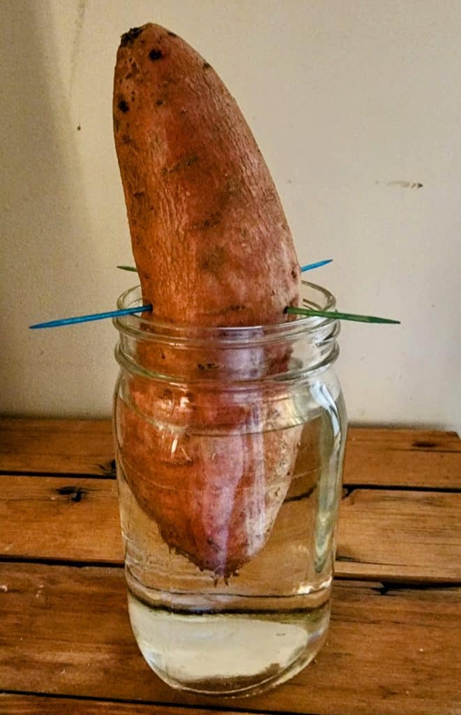 Sweet potato with 4 toothpicks in the middle that are suspending it in a quart clear canning jar of water. 