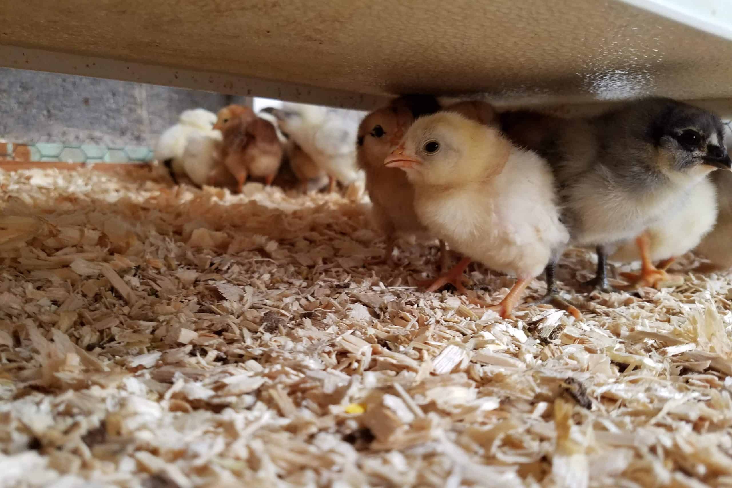 image of new baby chicks under the brooder, raising chicks is one homestead business idea