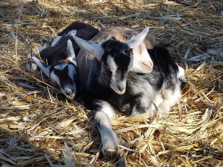 Raising Dairy Goats for Beginners: 10 Tips for Buying Your First Goat