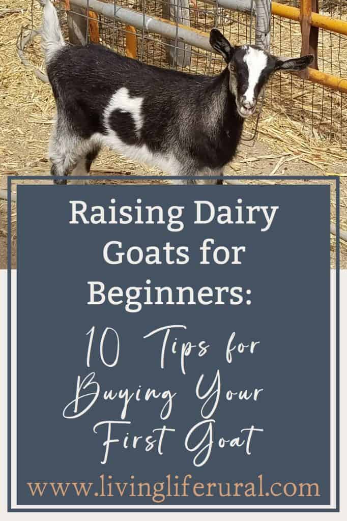 Pin image of a pretty black and white doeling with the text "Raising Dairy Goats for Beginners: 10 Tips for Buying Your First Goat