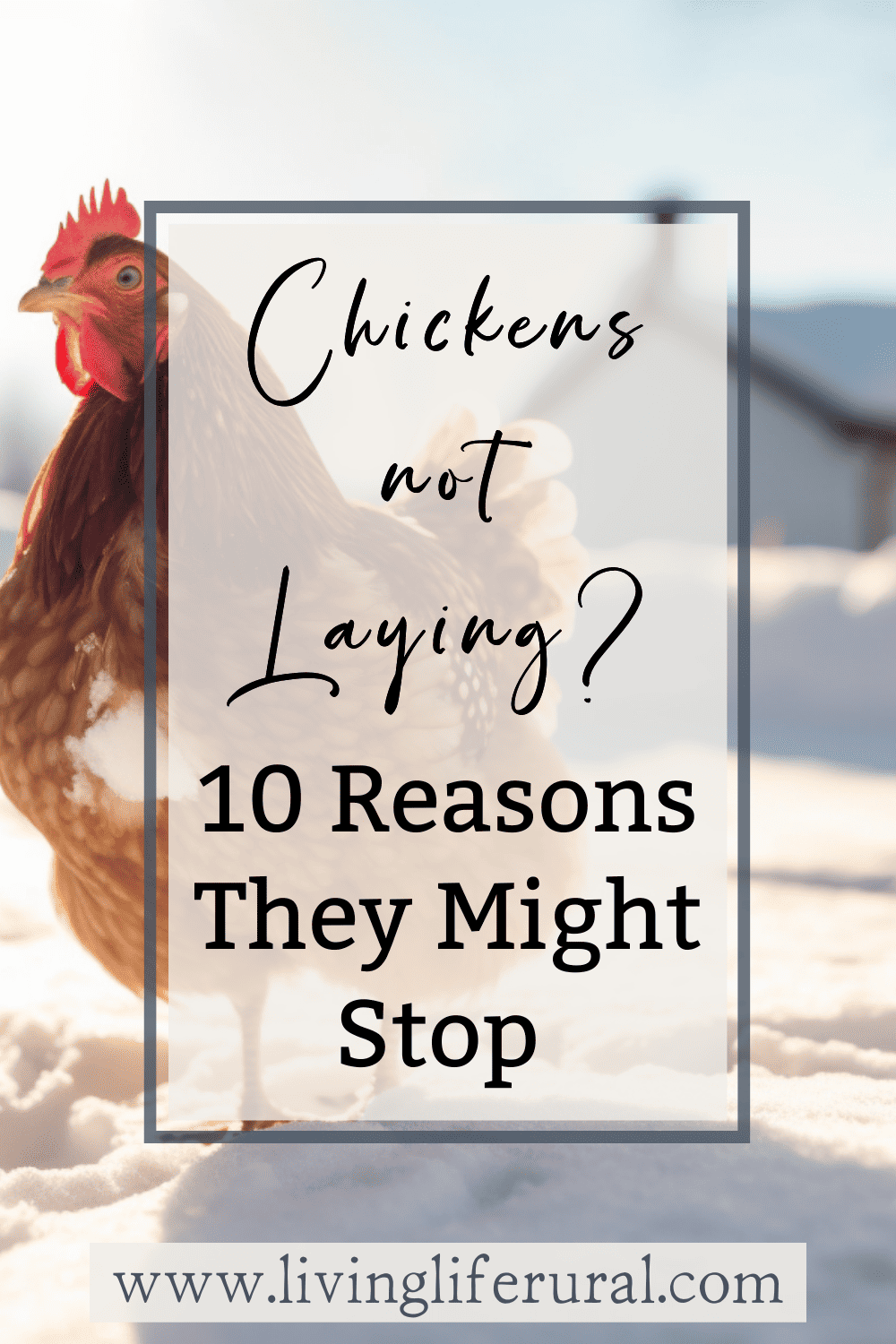 Chickens Not Laying Eggs? 10 Reasons They Might Stop Living Life Rural