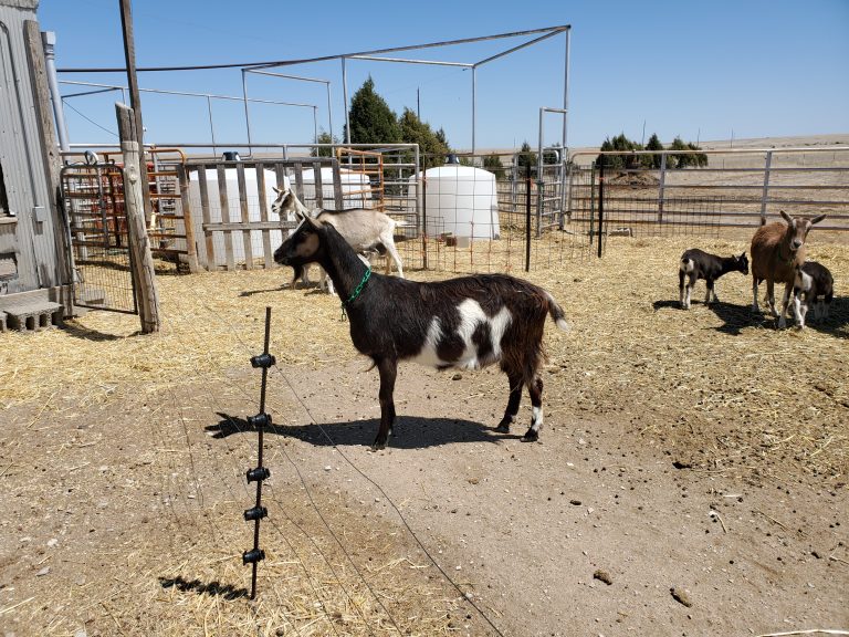 Raising Dairy Goats For Beginners: Goat Housing 101