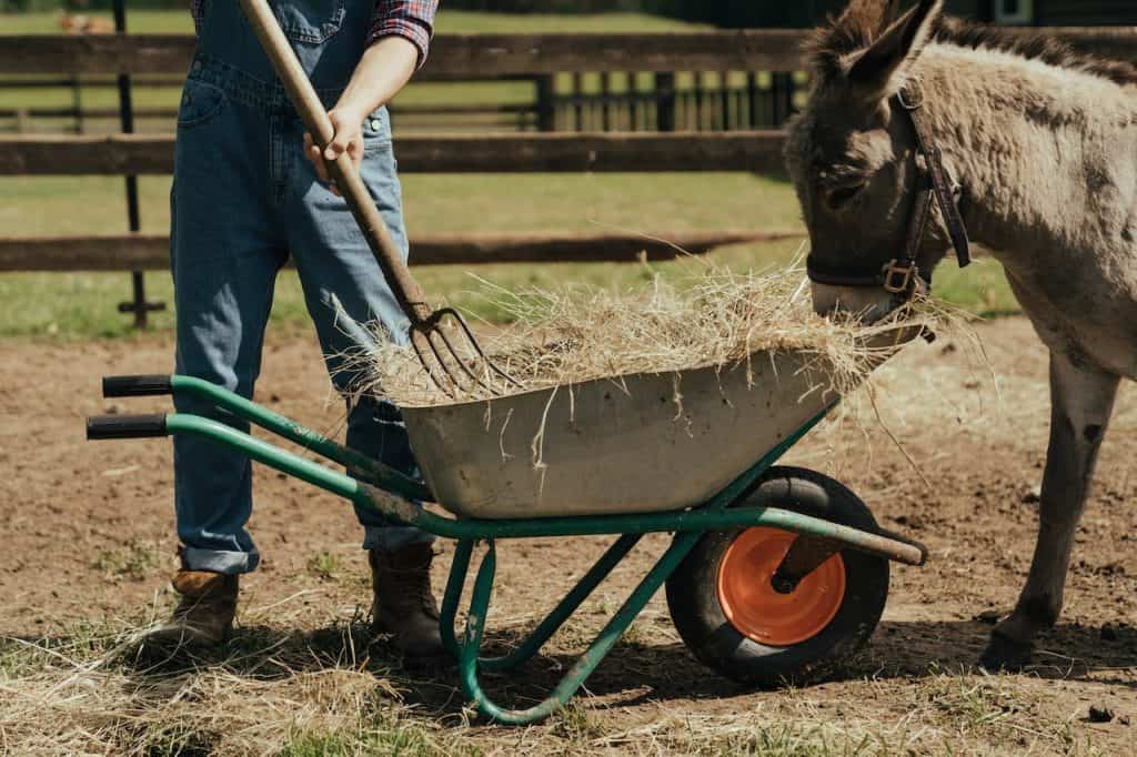 Man using a pitchfork to get hay out of a wheelbarrow with a donkey eating from the wheelbarrow as well