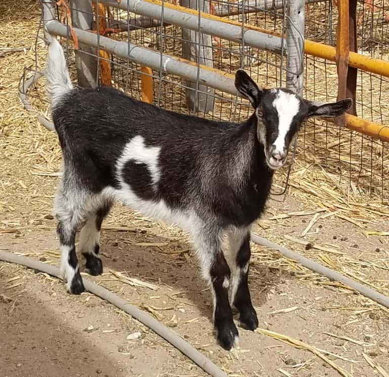 Raising Dairy Goats for Beginners: Choosing Your Perfect Breed