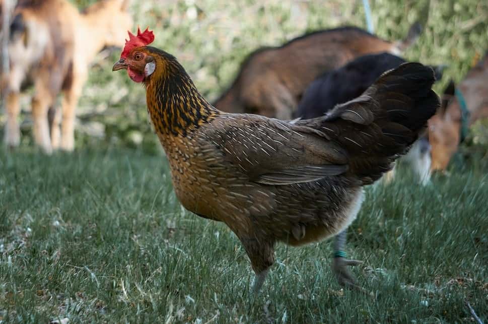 Image of a brown leghorn chicken. Brown leghorn chickens are a colored variety of chickens that lay white eggs