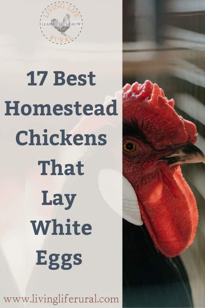 Pinterest image of a black rooster with a large red rose comb and white earlobes. Images reads: 17 homestead chickens that lay white eggs