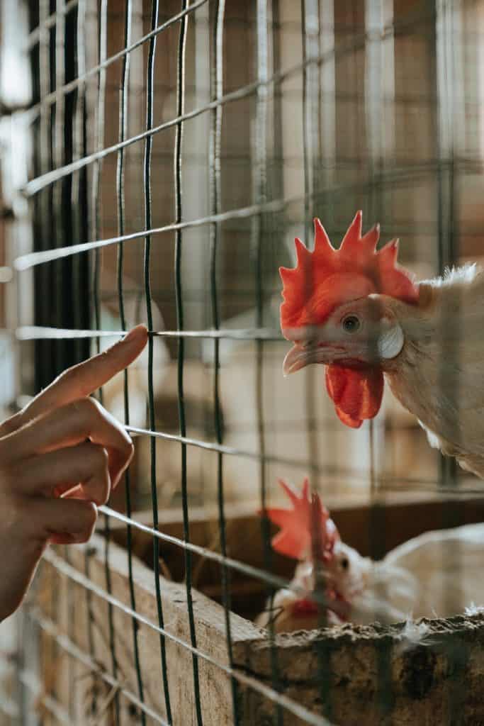 Image of a chicken that lays white eggs with white earlobes and a large single comb in it's pen