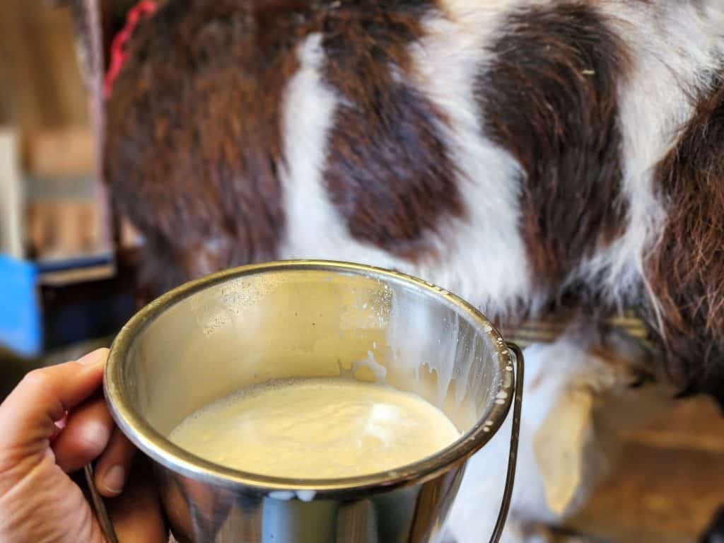 raw milk in bucket