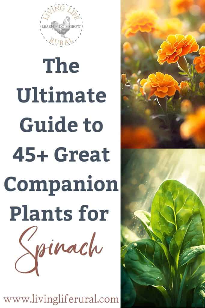 Image of spinach and marigolds with the text: The ultimate guide to 45+ great companion plants for spinach