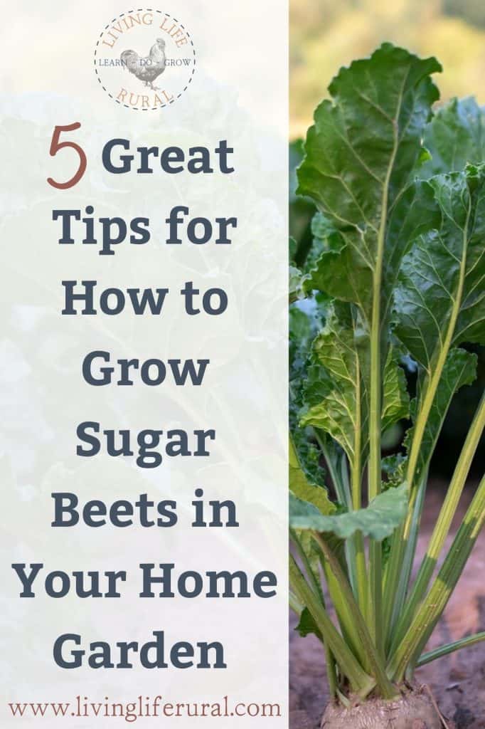 Image of a sugar beet growing in the dirt with the text - 5 great tips for how to grow sugar beets in your home garden