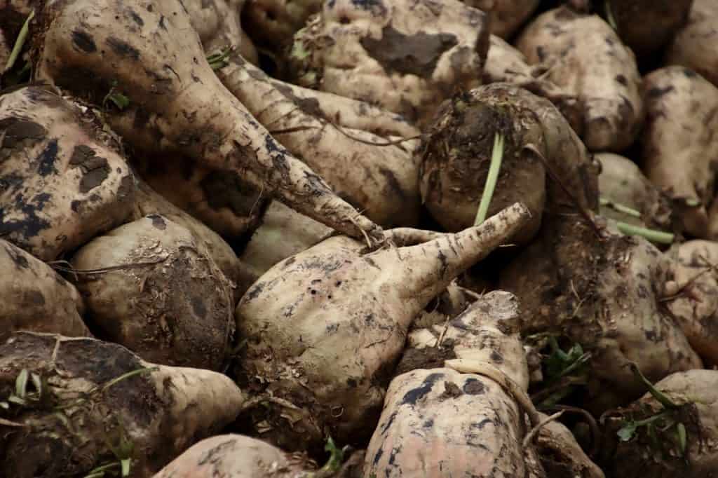 Pile of sugar beets freshly harvested