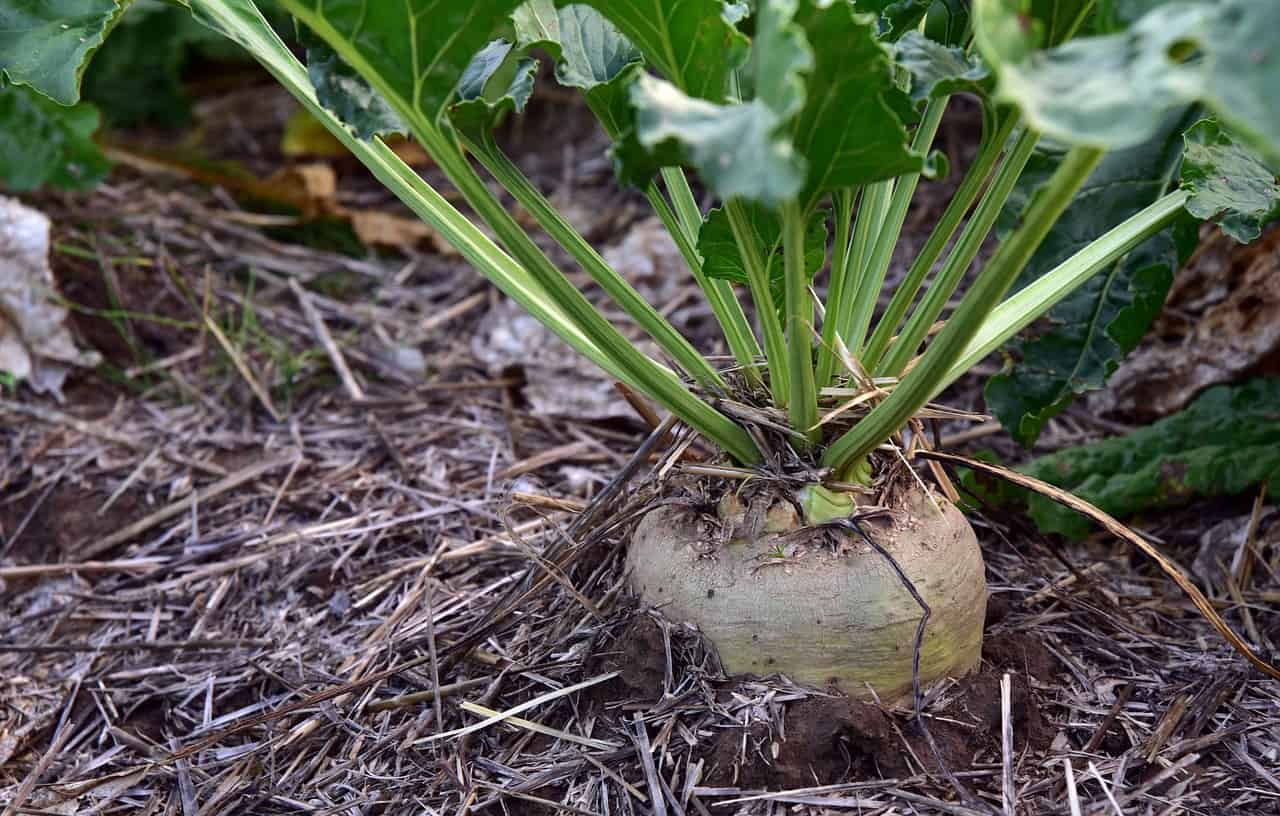 5 Great Tips for How to Grow Sugar Beets in Your Home Garden