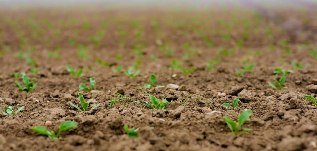 Image of seedlings grown from sugar beet seeds in a field