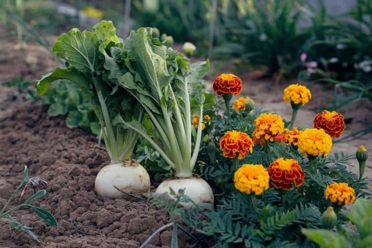 a vegetable garden with marigolds and turnips