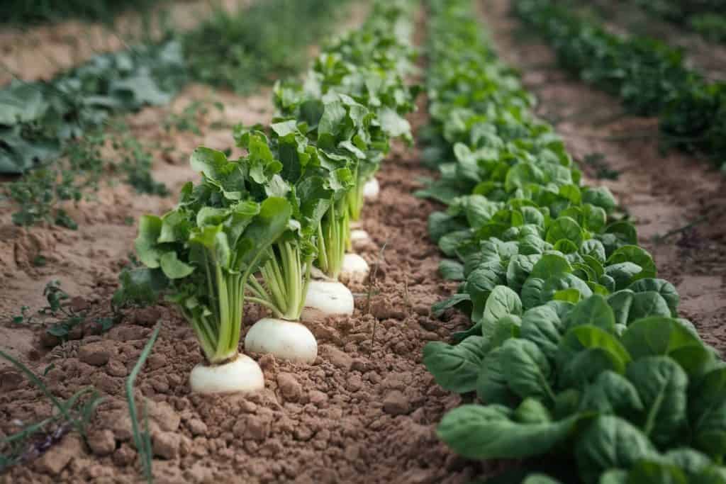 a row of turnips in a field with spinach growing next to it