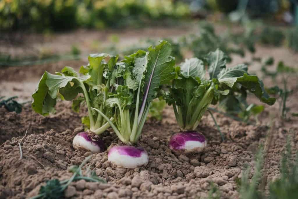 a group of turnips growing in dirt