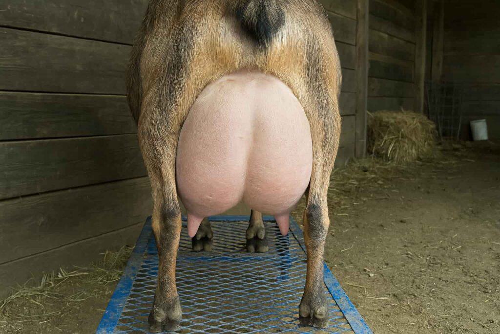 a rear view of a goats udder, goat is standing on a stanchion in a barn