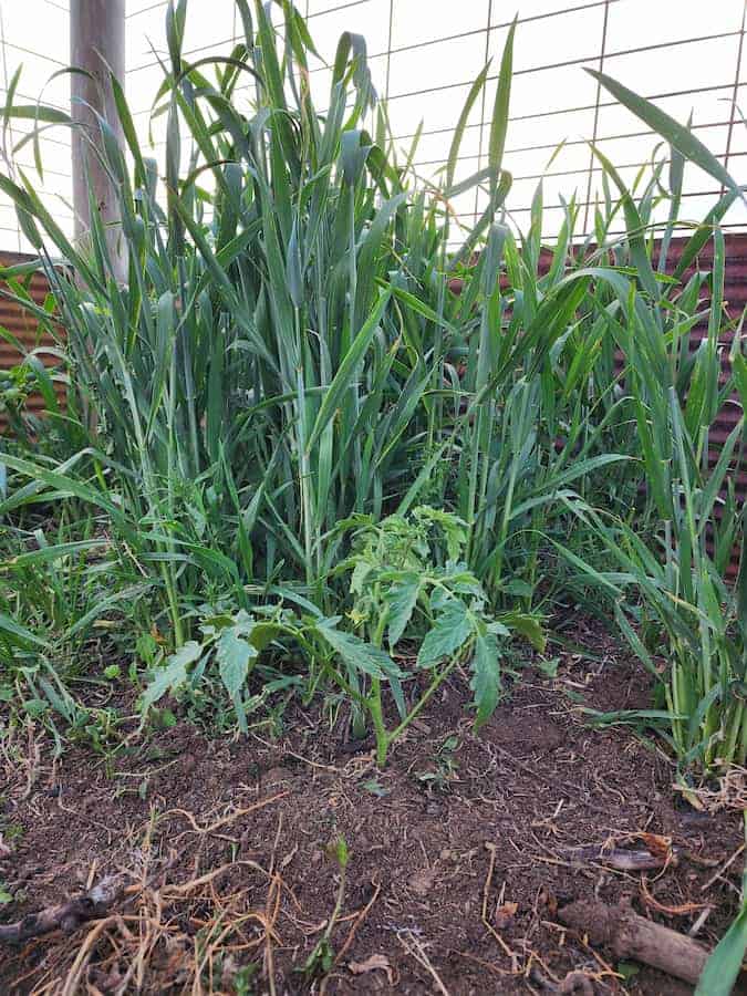A small tomato plant grows in front of tall, green grass-like companion plants for tomatoes in a garden bed with brown soil and some dry leaves, set against a metal fence.