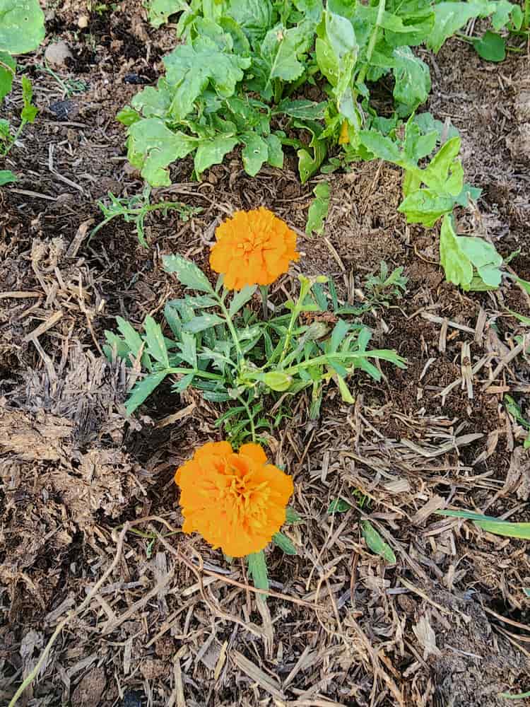 Two bright orange marigold flowers grow among green foliage and brown mulch in a garden bed, serving as some of the best companion plants for tomatoes.