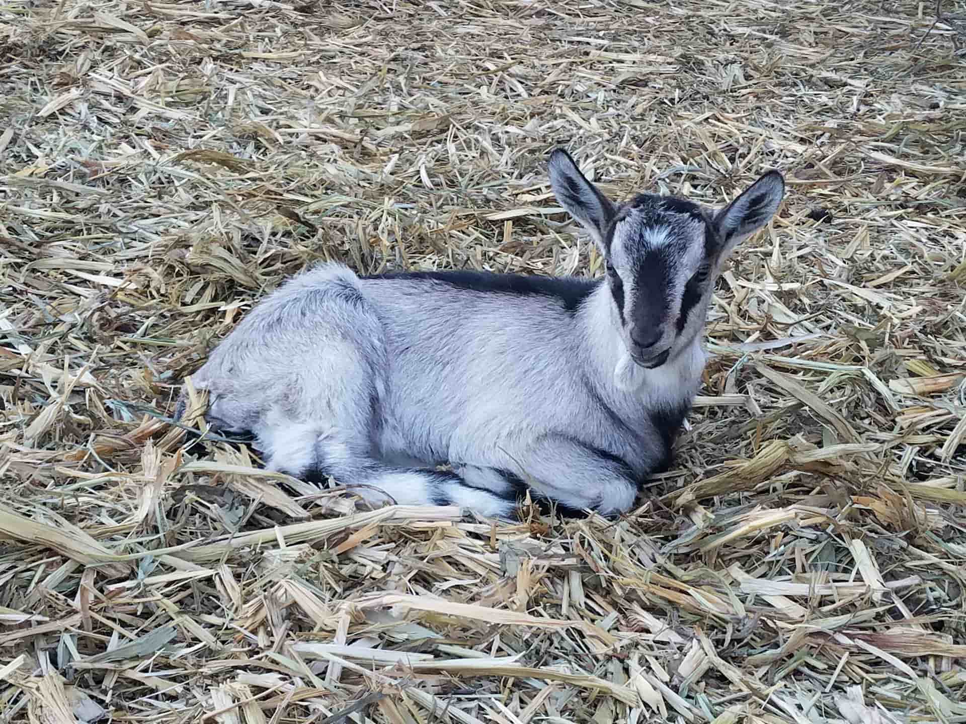 A young gray and black goat is lying down on a bed of dry straw, looking toward the camera with its ears perked up.