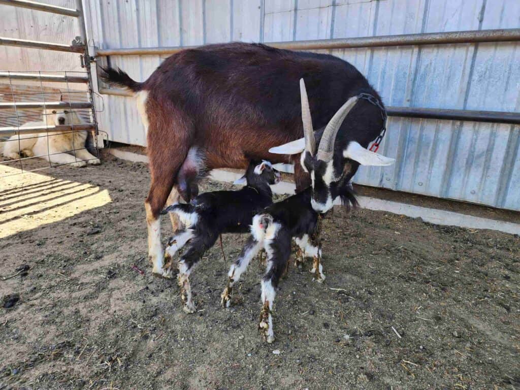 A brown and white goat stands in a pen with two small black and white baby goats, while a large white dog lies in the background near a metal fence.