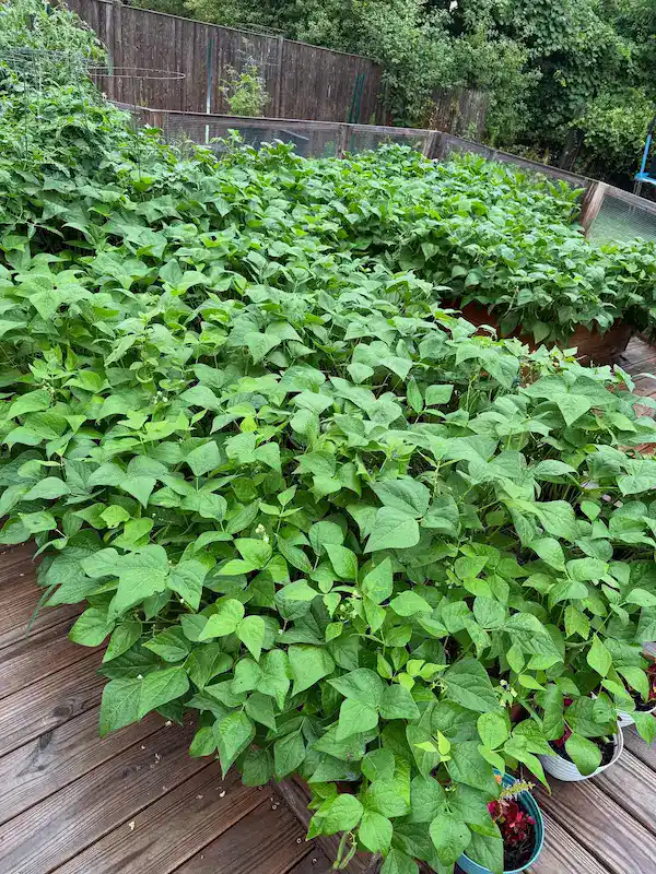 A large, lush patch of green bean plants with dense foliage grows in raised beds on a wooden deck, surrounded by a wooden fence and trees in the background.
