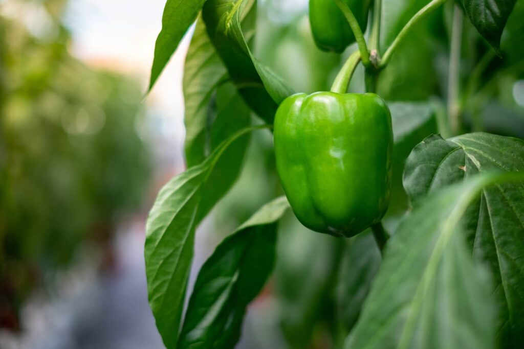 A close-up of a green bell pepper growing on a plant, surrounded by lush green leaves in a garden or greenhouse setting.