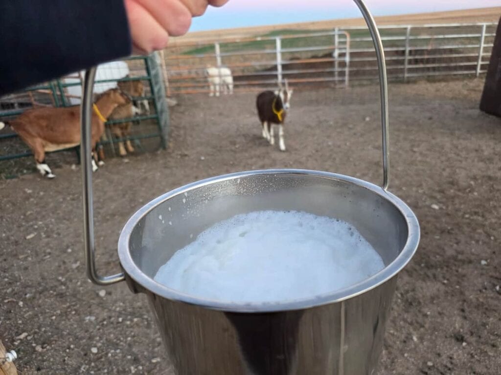 A hand holds a metal bucket filled with fresh, foamy milk in a farmyard, illustrating why goats give less milk compared to cows, with goats standing in the background behind a fence.
