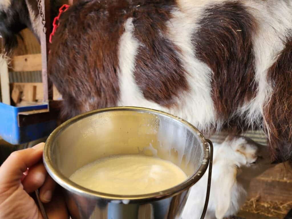 A close-up of a hand holding a metal pail filled with fresh milk in front of a goat being milked, with the goat's udder and legs visible in the background, subtly illustrating why goats give less milk compared to cows.