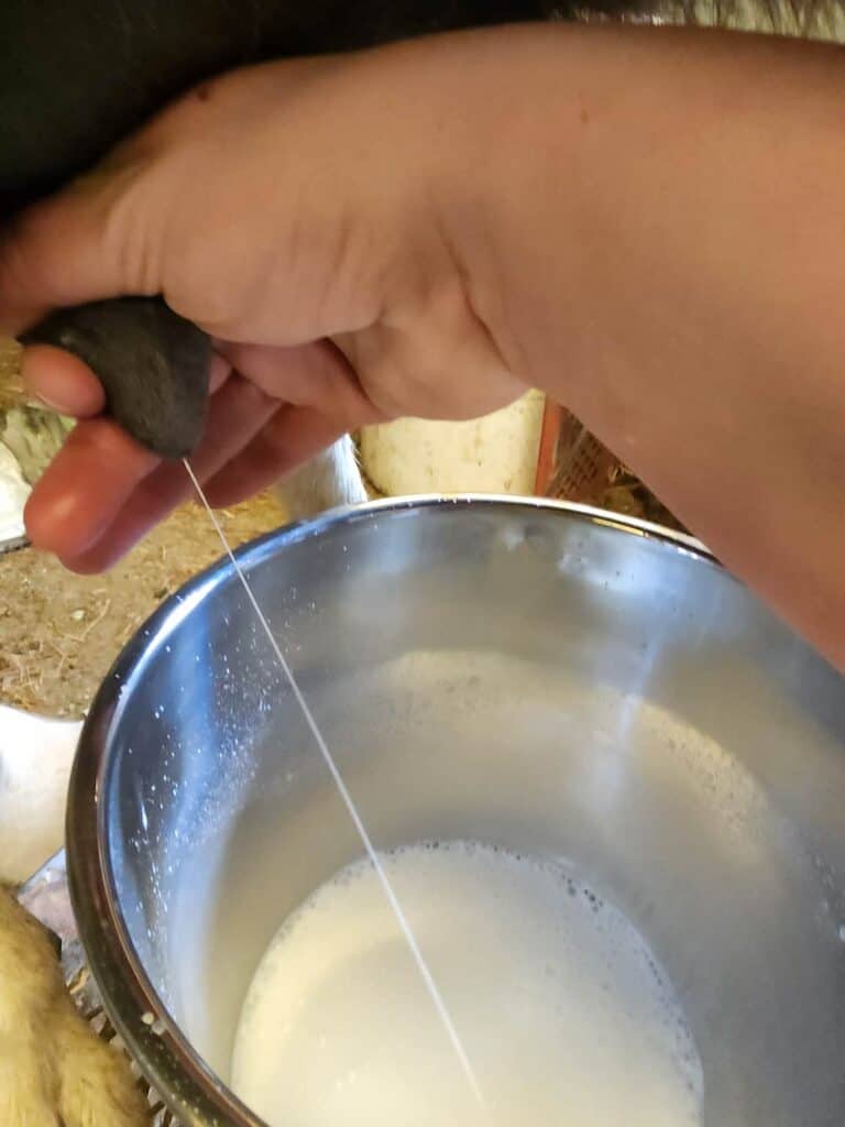 A hand is milking a goat, with a stream of milk squirting into a metal bucket partially filled with frothy milk—illustrating why goats give less milk compared to cows.