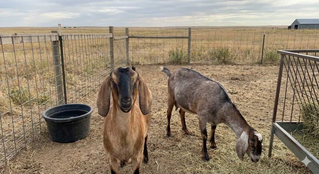 Two goats stand in a fenced dirt pen; one faces the camera, while the other eats hay from a feeder. A black water tub sits nearby, and beyond, fields and a barn stretch under a cloudy sky—a scene prompting thoughts on why goats give less milk.