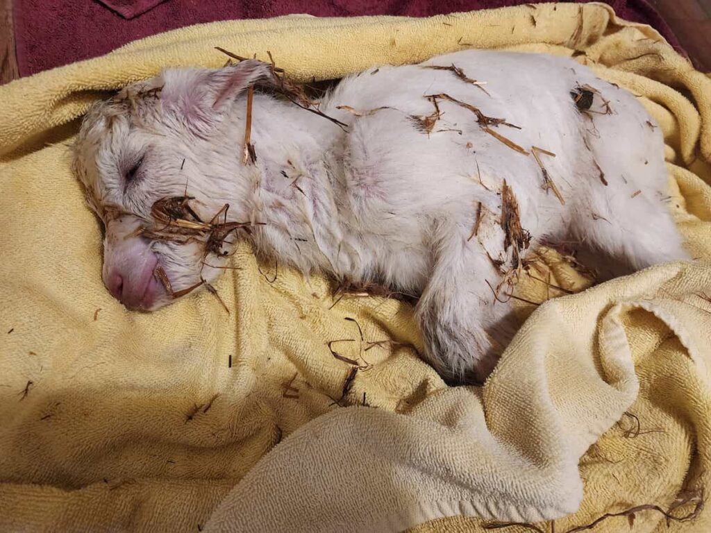 A newborn white goat kid covered in straw lies on its side, resting on a soft yellow towel.