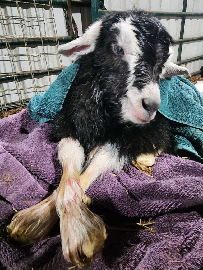 A newborn black and white goat with damp fur rests on purple and green towels inside a barn, with its legs stretched out in front of it.