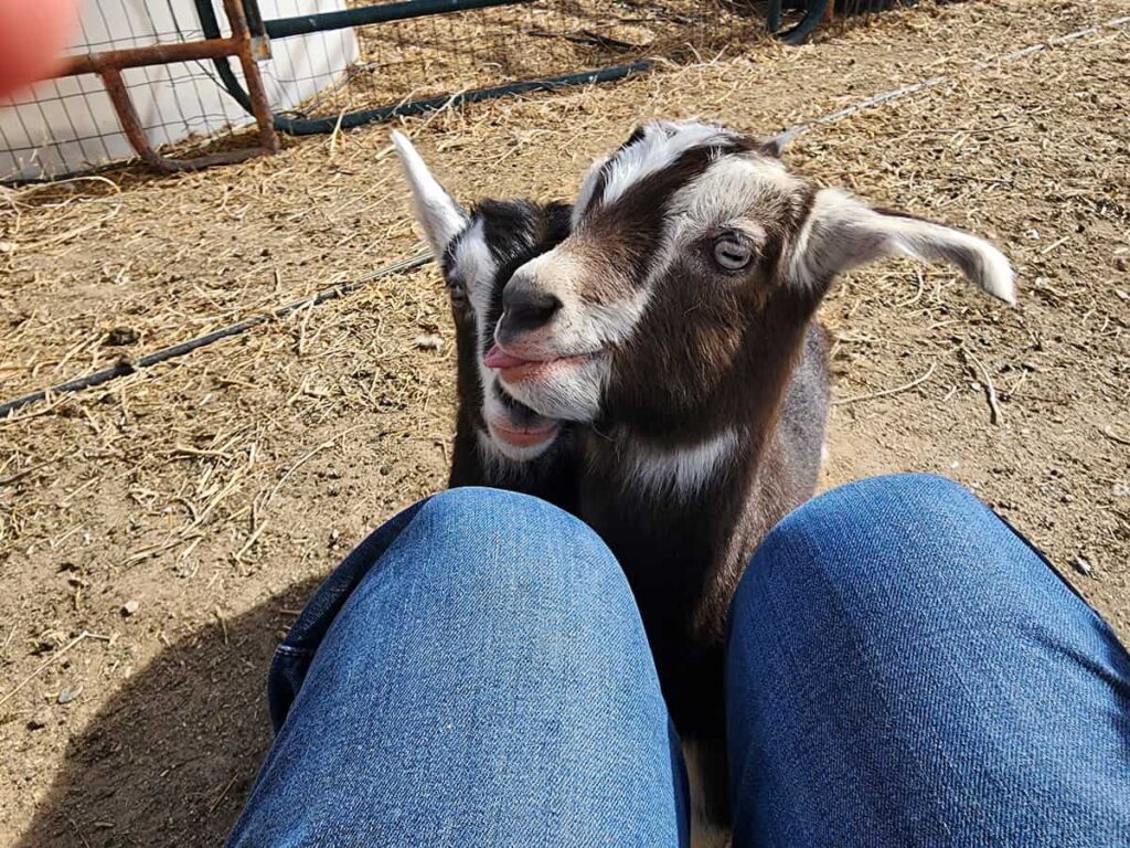 A small black and white goat with its tongue sticking out stands between a persons knees, who is wearing blue jeans, on a dirt ground outdoors.