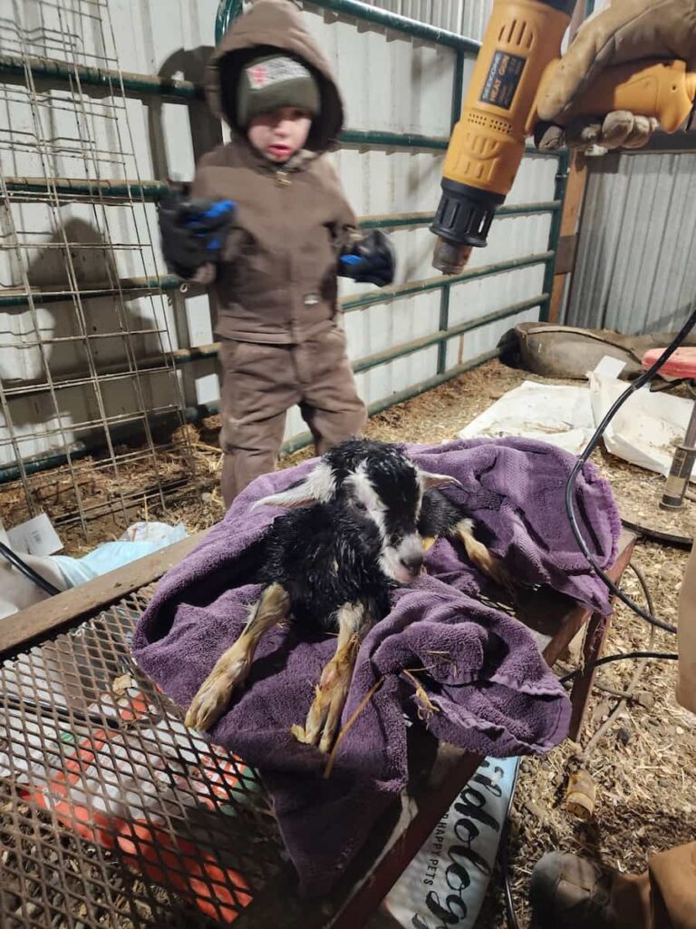 A newborn black and white calf lies on a purple towel, drying off under a heat lamp, while a child in brown winter clothing and gloves stands nearby in a barn.