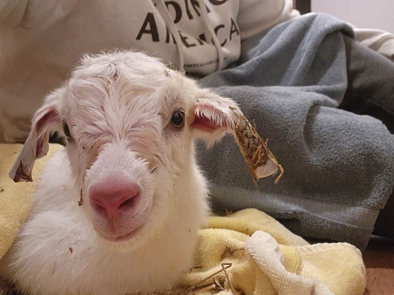 A close-up of a white baby goat with messily fur and straw stuck to its ear, lying on a yellow towel with a person wearing a sweatshirt and holding a blue blanket in the background.