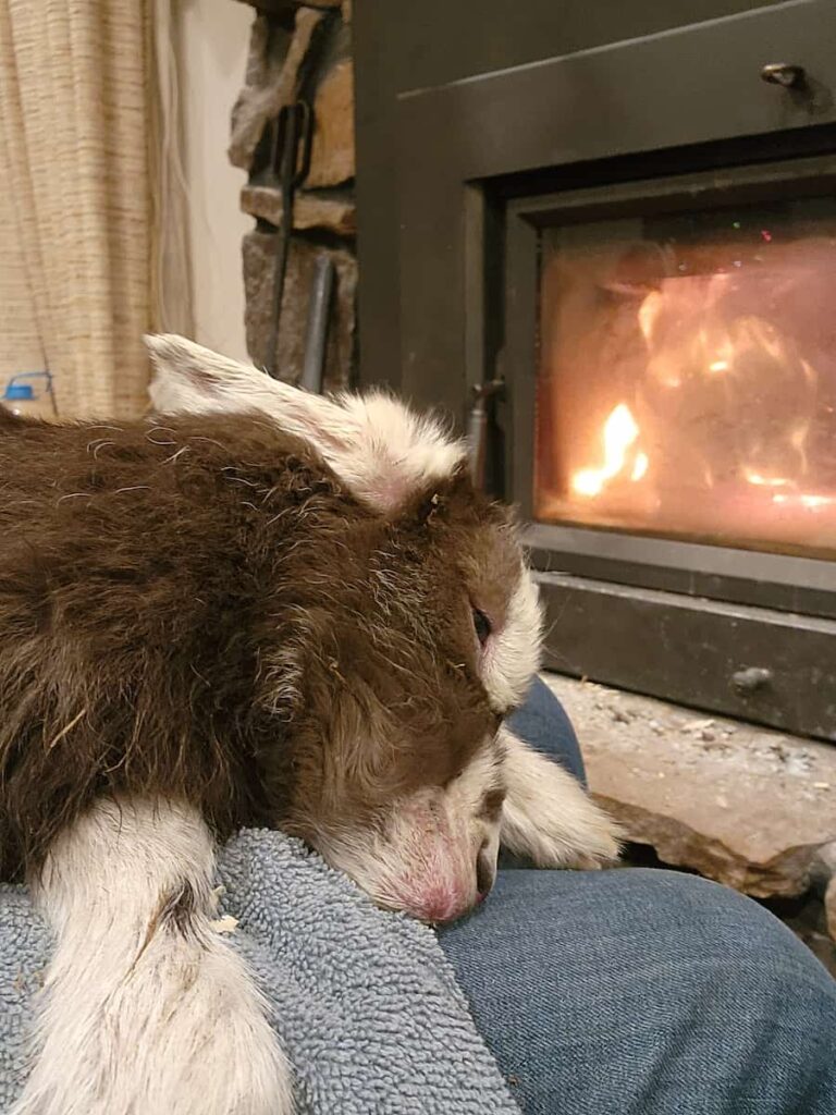 A brown and white baby goat is resting its head on a persons lap, with a cozy fireplace burning warmly in the background.